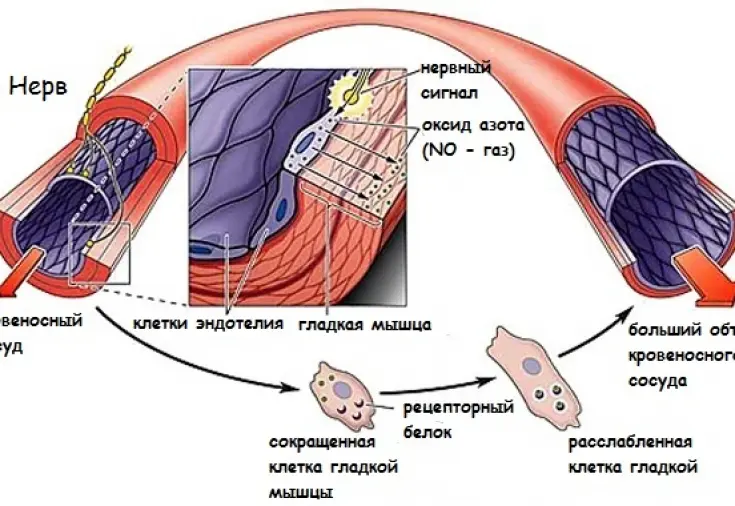 n.o. formula