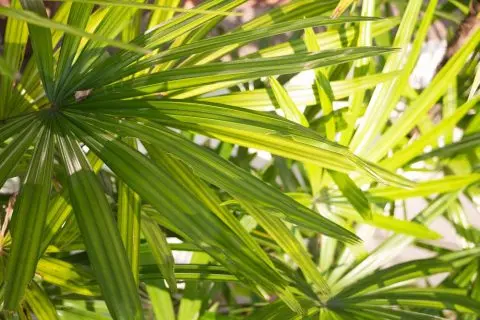 saw palmetto