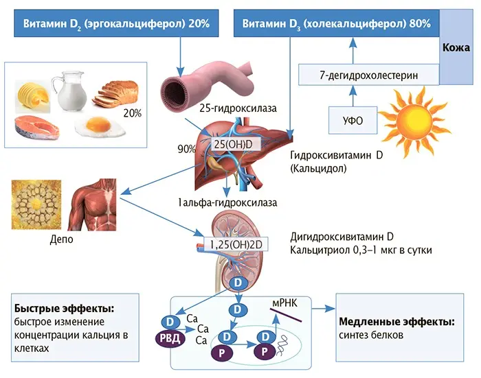Vitamin D