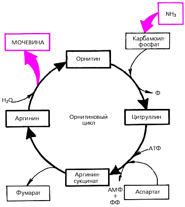 ornithine cycle